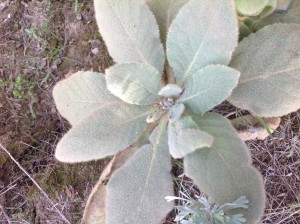 Mullein Plant